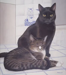 Stray e Daisie in Cucina