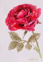 Una rosa rossa, 2000