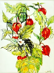 Spray di lanterna cinese, 2005