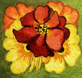 Cinque primule, rosse, gialle e arancioni