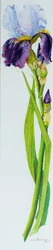Iris con tre boccioli