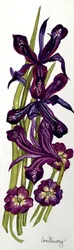 Iris e Primule