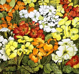 Bordo di primule, primule bianche, gialle, arancioni e rosse