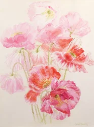 Papaveri Shirley
