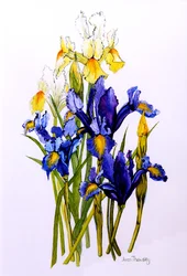 Tre iris viola e due gialli con boccioli