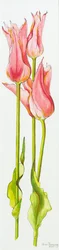 Tre tulipani rossi a fiore di giglio Marianne