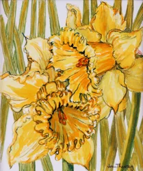Due Narcisi