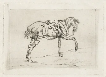 Cavallo sellato