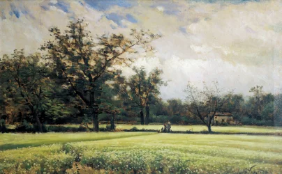 Grano saraceno in fiore