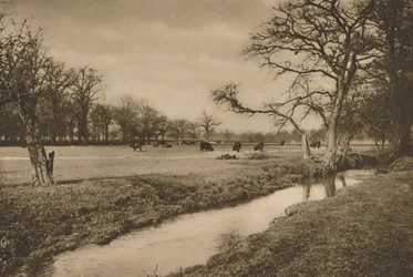 Dove il Beverley Brook serpeggia attraverso il Parco Reale di Richmond