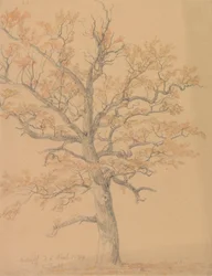 Quercia con foglie autunnali, Milicz