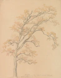 Querce con foglie autunnali, Milicz