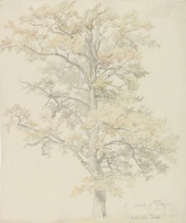 Querce con foglie autunnali, Milicz