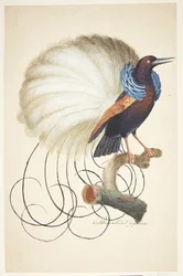 Uccello esotico