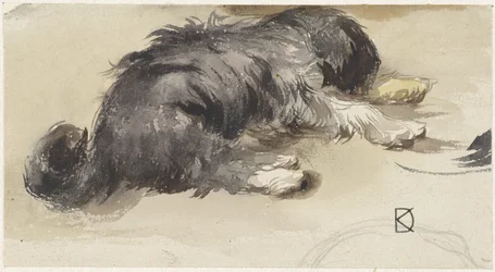 Cane che dorme, visto da dietro