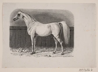 Un cavallo