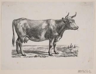 Una mucca
