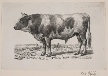 Un toro