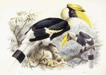 Dichocerus Bicornis