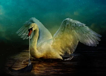 Regno degli uccelli 6