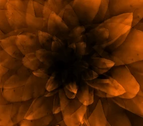 Fiore arancione