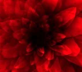 Fiore rosso