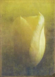 Tulipano