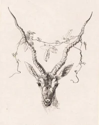 Testa di antilope