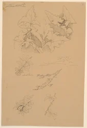 Studi di foglie e fiori