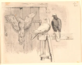 Le colombe