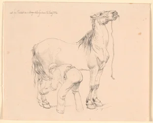 Un cavallo viene strigliato