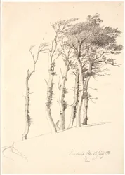 Gruppo di alberi piegati dal vento