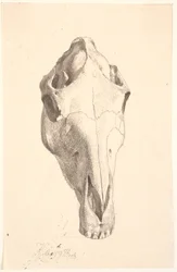 Cranio di cervo