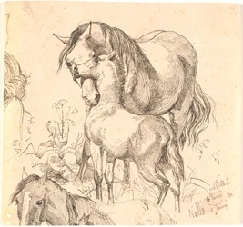 La cavalla e il puledro, studio di cavallo (schiena e testa) e orecchie di un puledro