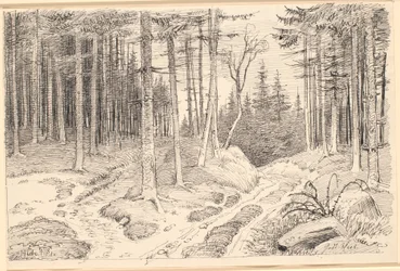Strada scavata attraverso una foresta di abeti