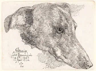 Testa di cane, Snip