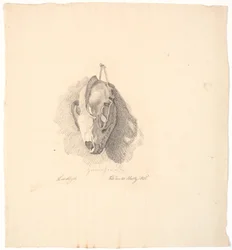 Cranio di cane