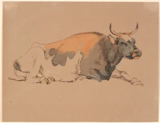 Mucca sdraiata rossa e nera
