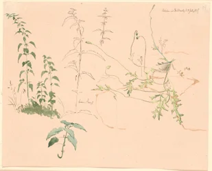 Studi di piante