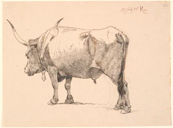 Toro romano con campana al collo, visto da dietro