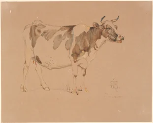 Mucca pezzata in piedi