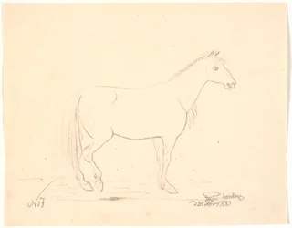 Cavallo in piedi di profilo a destra
