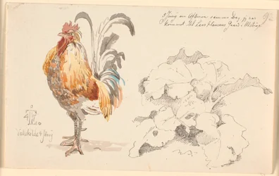 Foglio di studio con un gallo e una pianta di acetosa