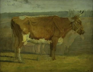 Studio di una mucca