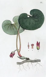 Asarabacca, Asarum europaeum, 1804-1811