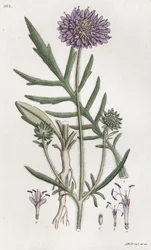 Scabiosa arvensis