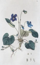 Viola odorata