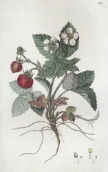 Fragola selvatica Fragaria vesca
