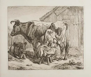 Mucca con vitello durante la mungitura