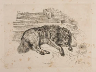 Schweizer, un cane
